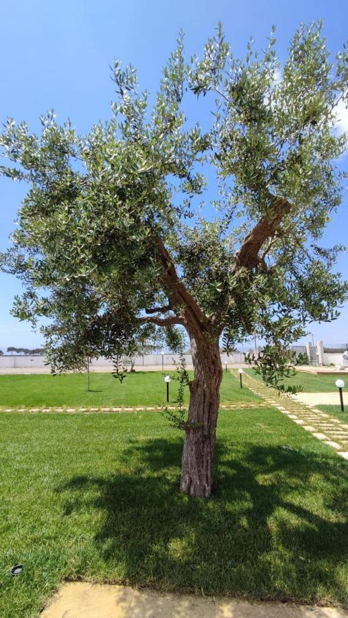 Armonia Galeta Bed & Breakfast Nardò Dış mekan fotoğraf
